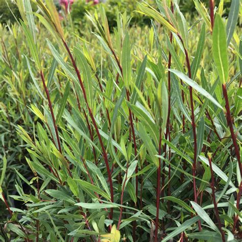 Dwarf Blue Arctic Willow Trees And Shrubs › Anything Grows