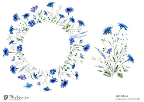 Blue Cornflower Drawing