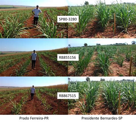 Prof Dr Alexandrius De Moraes Barbosa Manejo Varietal Em Cana De A Car