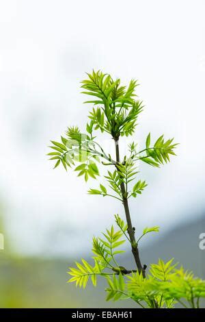 European Ash Fraxinus Excelsior Fuentes Del Narcea Degana And Ibias