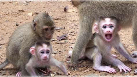 Omg Baby Monkey Crying Lost Mom Monkey Rainbow Come To Care Leo Baby