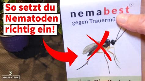 Nematoden Gegen Trauerm Cken Einsetzen Schritt F R Schritt Anleitung