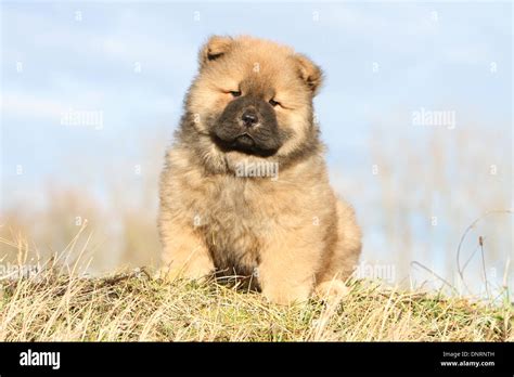 Dog Chow Chow Puppy Sitting In A Meadow Stock Photo Alamy