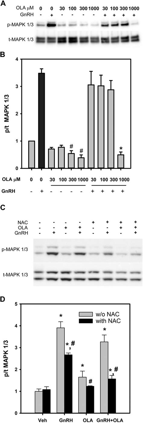 Dose Dependent Inhibition Of Basal And Gnrh Induced Mapk13 Activation