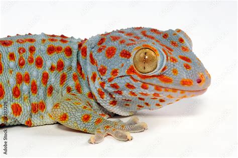 Tokay Gecko Tokeh Tokee Gekko Gecko Stock Photo Adobe Stock