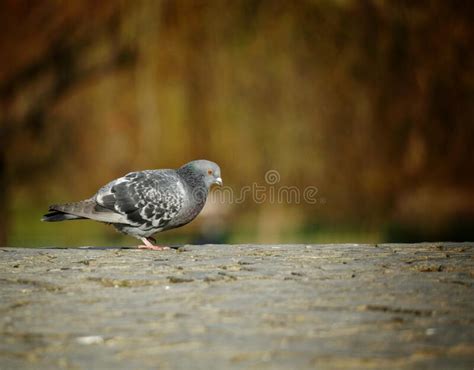 Pigeon Looking For Food On The Bridge Stock Photo Image Of Brid Food