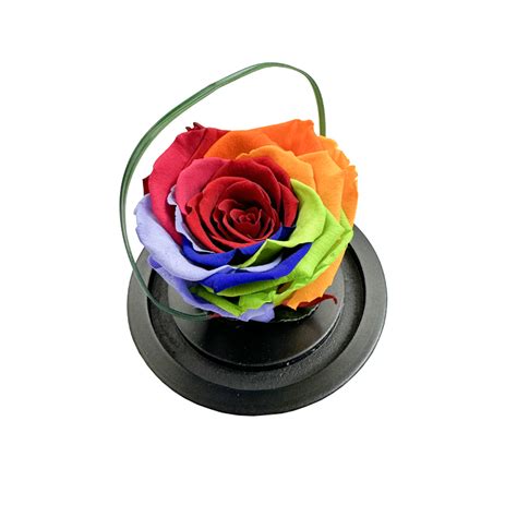 Ars Nova Rosa Incantata Rainbow Senza Stelo Idea Fiori