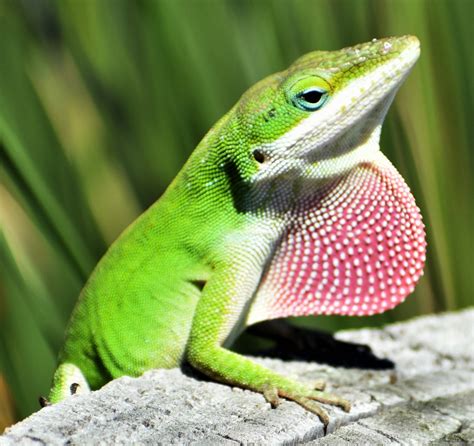 40 Types of Lizards Found in Florida! (ID Guide) - Bird Watching HQ