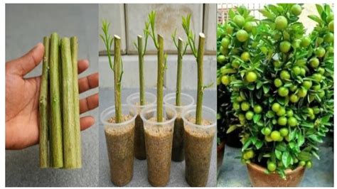 New Technique Propagate Lemon Tree From Cuttings With Rooting Harmons