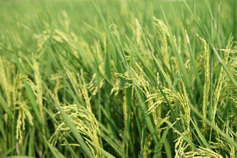 Yellowing rice in fields stock photo. Image of farmers - 137004228