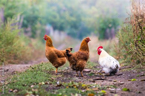 Portrait Of The Red Orpington Chicken Hen Nibbling On The Green Grass