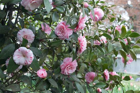 ‘La Peppermint’ Japanese Camellia – P. Allen Smith