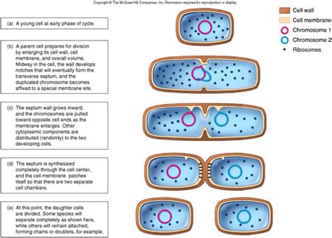 Bacterial Growth Flashcards Quizlet