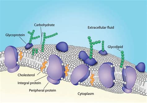 Peripheral Proteins