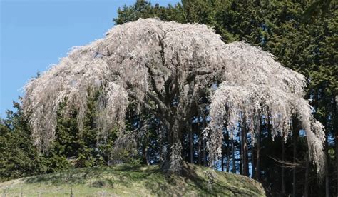 Snow Fountain Weeping Cherry Tree Care Tips - Gardening Dream