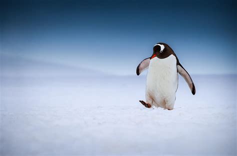 Crowd results | Penguins in the Wild - Bird photo contest | Photocrowd ...