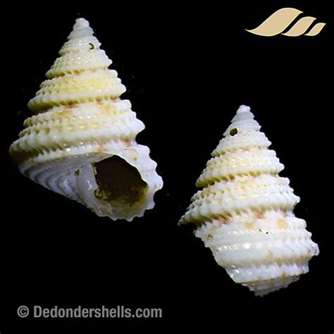 Perrinia Elisa 5 De Donder Shells