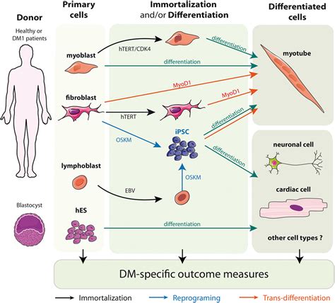 Frontiers Cells Of MatterIn Vitro Models For Myotonic Dystrophy