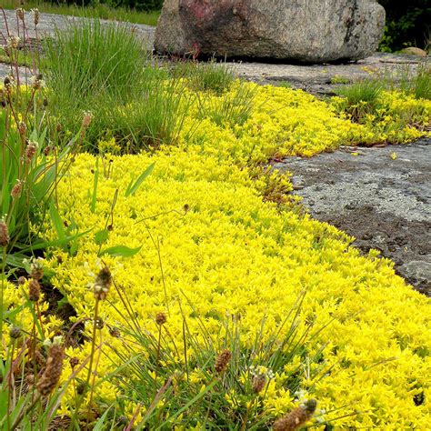 Golden Sedum Ground Cover Moss