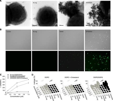 Peptide Mediated Permeabilization Of S Aureus Bacteria And Liposomes Download Scientific