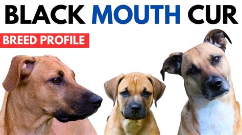 Black Mouth Cur Breed Profile History Price Traits Black Mouth