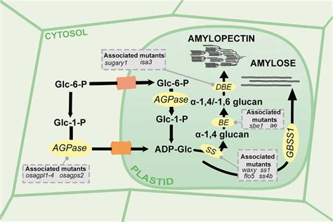 Starch Biosynthesis And Key Enzymes With Their Associated Mutants