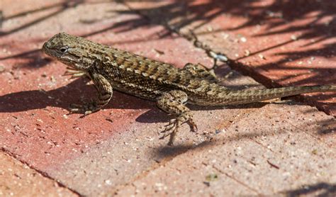 Plateau Fence Lizard Lizards Of Highlands Center For Natural History