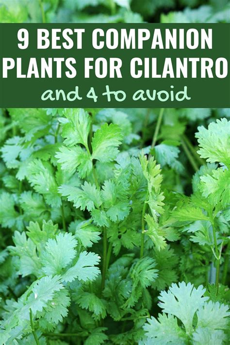 The Ultimate Cilantro Companion Planting Chart Gwen Stefani Yun