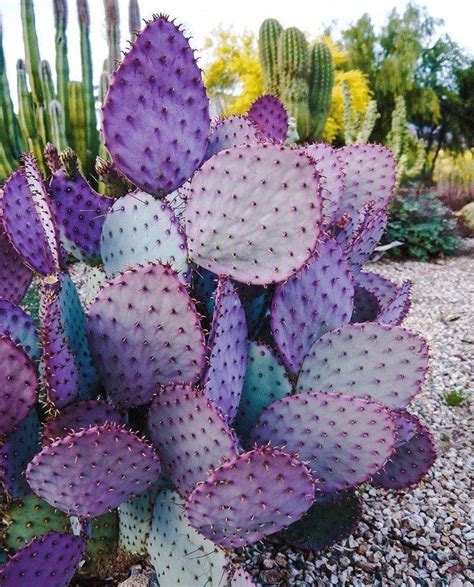 Why Is The Prickly Pear Cactus One Of The Most Popular Cacti Opuntia