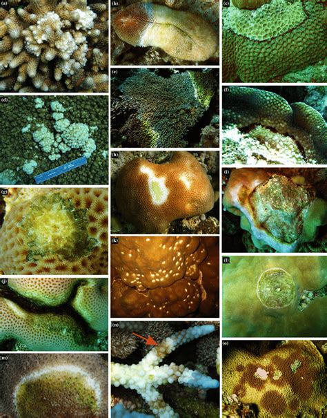 Coral Diseases Observed In The Red Sea A Growth Anomaly Hyperplasia