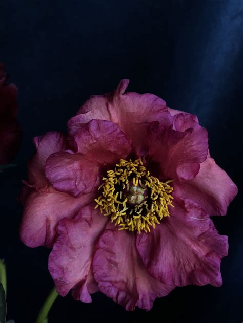 Sold Out Peony And Iris Extravaganza May 27 29 — Flowering With Nicolette