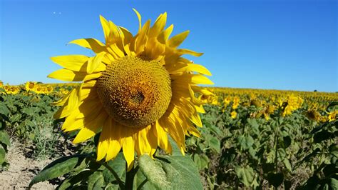 Free Images Landscape Nature Sky Field Prairie Flower Produce