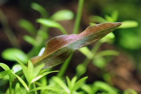 Cryptocoryne Wendtii ‘florida Sunset Online Aquaria