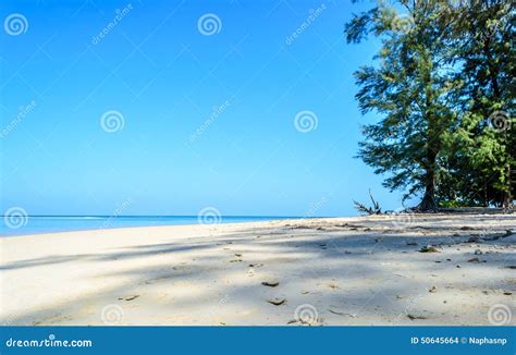 Pine Tree Continue To the Beach and Blue Sky Background Stock Photo - Image of trees, ocean ...