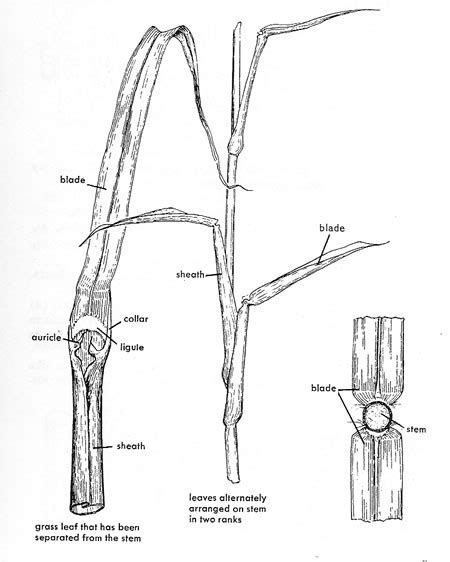 Glossary Principal Parts Of A Grass Plant