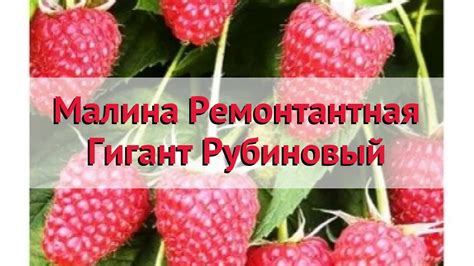 Малина ремонтантная Гигант Рубиновый 🌿 Обзор: посадка и уход. саженцы ...