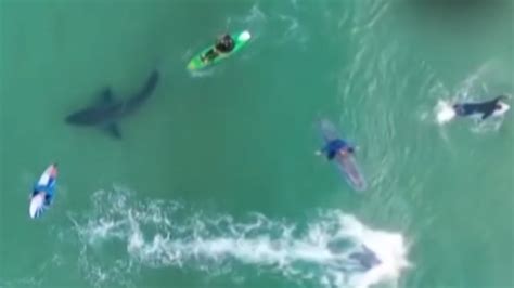 Surfers Encounter Great White Shark In Extremely Close Proximity During