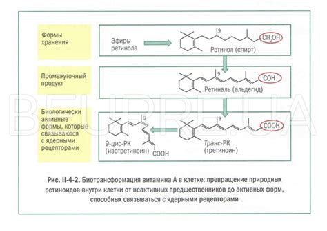 Ретинол или Витамин А в косметике l BEURRE BLOG