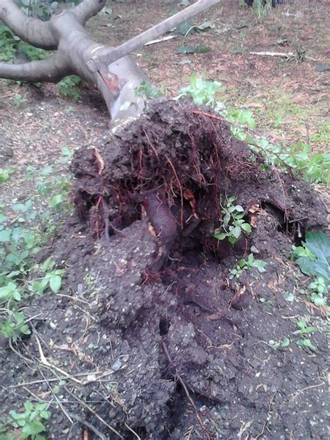 Reggio Il Forte Vento Sradica Un Albero In Via Petrillina Foto