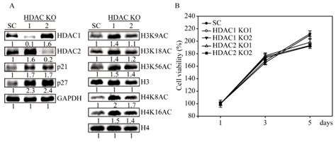 Hdac1 And Hdac2 Double Knockout Triggers Cell Apoptosis In Advanced