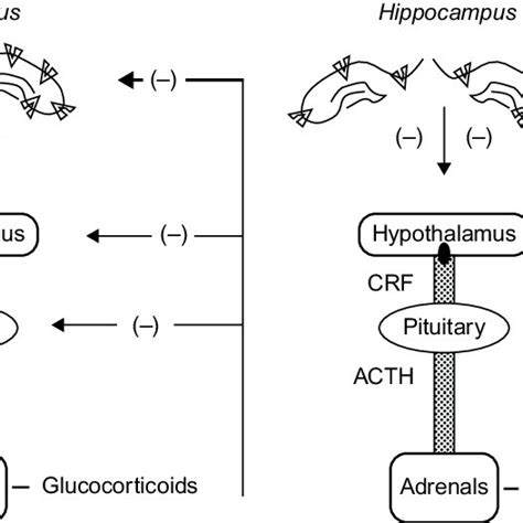 4 A Schema Outlining The Function Of The Hypothalamic Pituitary Adrenal