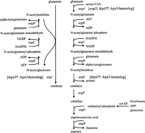 The Arginine Biosynthetic Pathway Of Bacteria Genes In Square Brackets Download Scientific