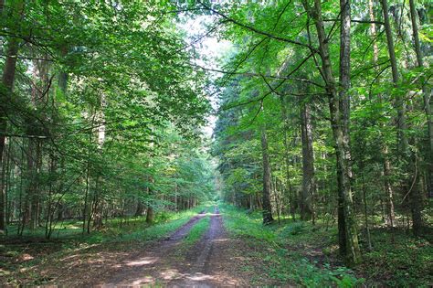 Białowieski Park Narodowy Polskie Szlaki