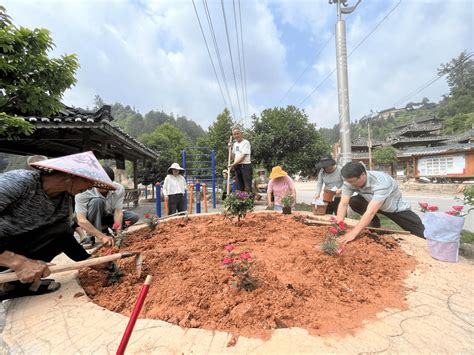 【和美城乡 四大行动】雷山县报德村：干群齐发力 美化村庄见“奉献” 郎德镇 种植 工作