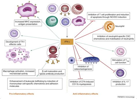 How Interferon γ Keeps Autoimmune Diseases In Check Trends In Immunology