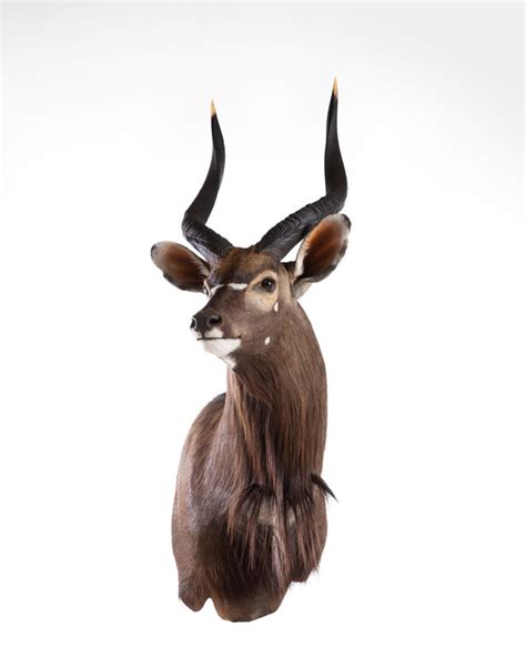 Taxidermy Projects Splitting Image Taxidermy