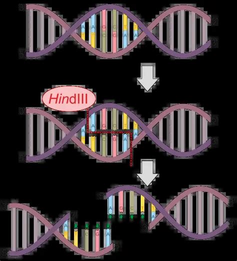 22 Differences Between Endonuclease And Exonuclease Endonuclease Vs