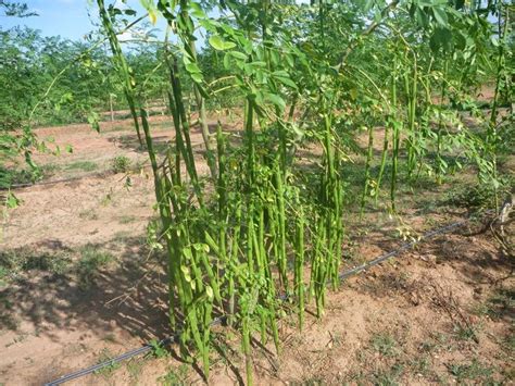 Moringa Growing Moringa Oleifera In Australia From Seeds Moringa Oleifera Australia