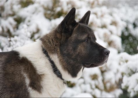 The Akita Dog Breed - Large Breeds - Propatel