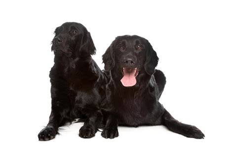 Flat Coated Retriever Dogs | Dog Breeds